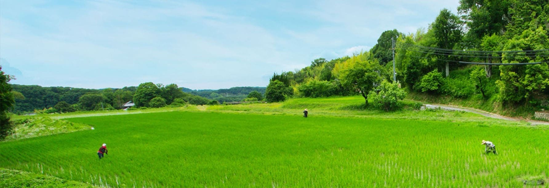 緑豊かな田んぼで作業する人々と、周囲に広がる自然の風景。